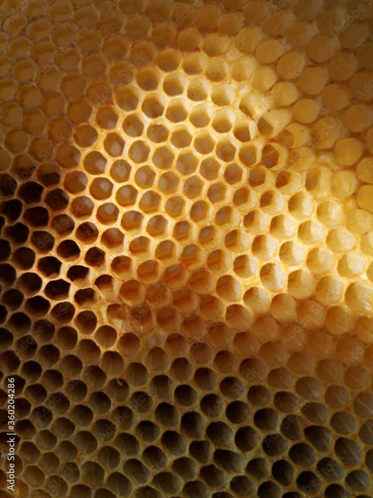 structure nid d'abeille