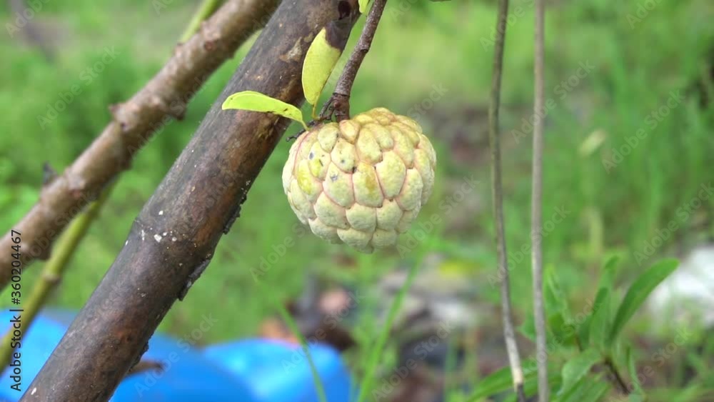 Custard apple tree and Custard apple fruits Custard apple tree and Custard apple fruits