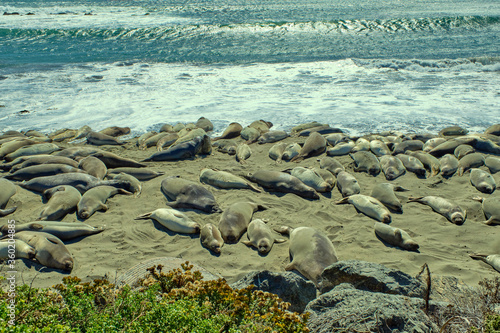 Group of lions and elephant seals sleep on the beach.
