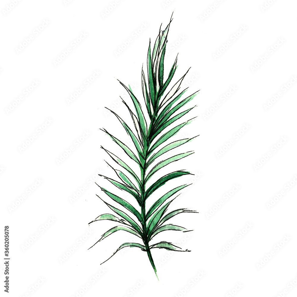 plant isolated on white background, palm, leaves, tropical leaves plant isolated on white background, palm, leaves, tropical leaves