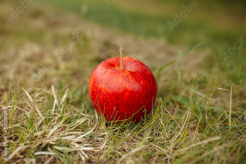 Red apple on the grass in the garden