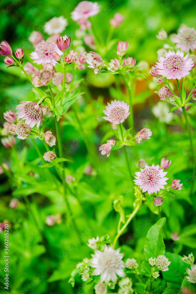 Blooming Astrantia in the garden. Selective focus. Shallow depth of field. Blooming Astrantia in the garden. Selective focus. Shallow depth of field.