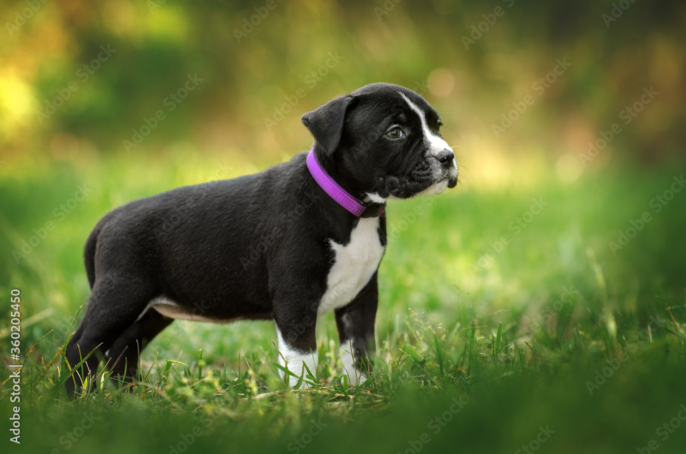 american staffordshire terrier cute puppies first walk outdoors beautiful green background
