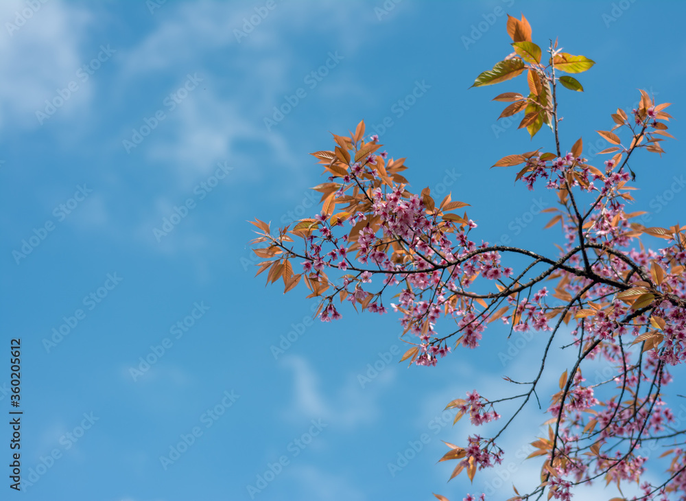 The blossom of Prunus cerasoides in the winter. The blossom of Prunus cerasoides in the winter.