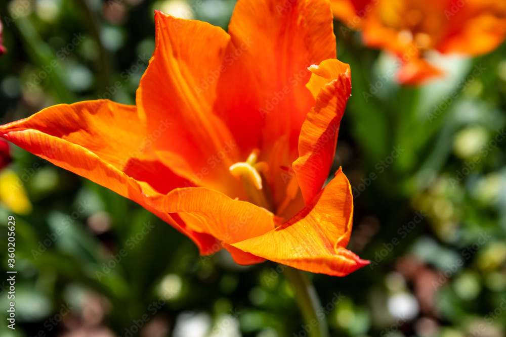 Flowers in Bloom Flowers in Bloom
