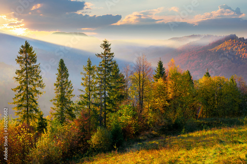 forest on misty morning in mountains. autumnal foggy sunrise background.