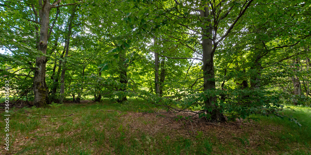 beech forest in summer. trees in lush green foliage. beautiful nature scenery beech forest in summer. trees in lush green foliage. beautiful nature scenery
