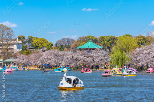 Couple enjoying swan boat pedalo in the Shinobazu pond in front of the Bentendo Hall of Kaneiji temple surrounded by cherry blossoms in Ueno park. photo