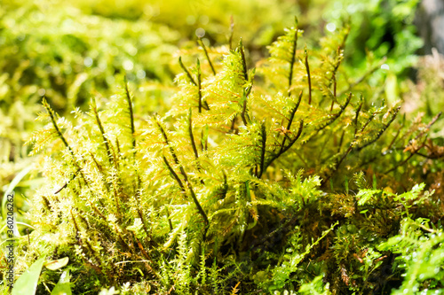 Ferns and moss in the rainforest. Close-up Selective focus.