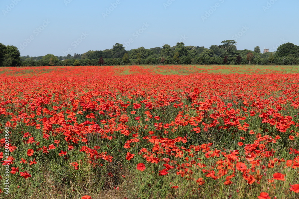 Brilliant bright red poppy blooms in a field blowing in the summer sunshine 
