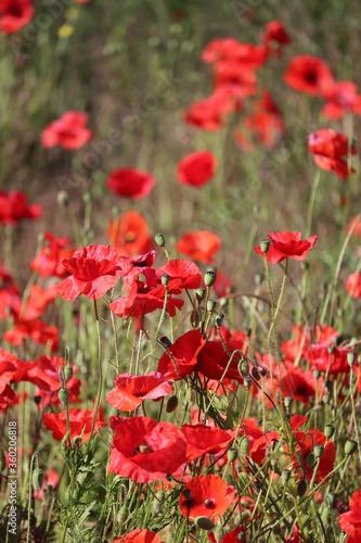 Brilliant bright red poppy blooms in a field blowing in the summer sunshine 