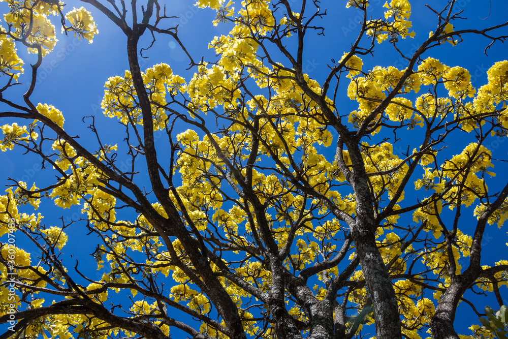Galhos floridos de ipê amarelo. Galhos floridos de ipê amarelo.