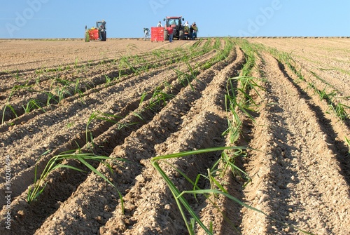 Plantation de miscanthus