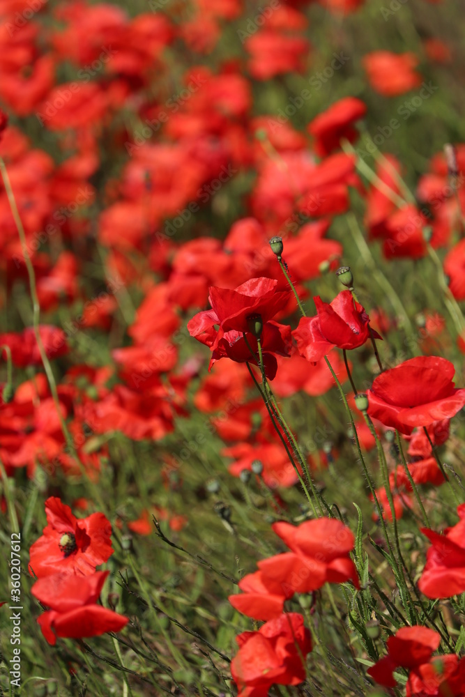 Brilliant red blooms red poppy heads Brilliant red blooms red poppy heads