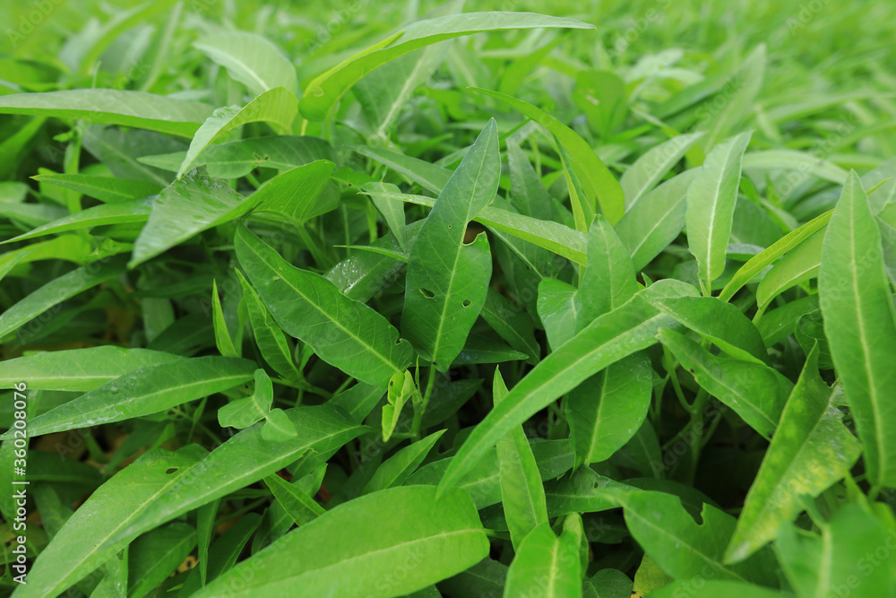 Green water spinach plants in growth at vegetable garden, vegetable in southeast asia and China Green water spinach plants in growth at vegetable garden, vegetable in southeast asia and China