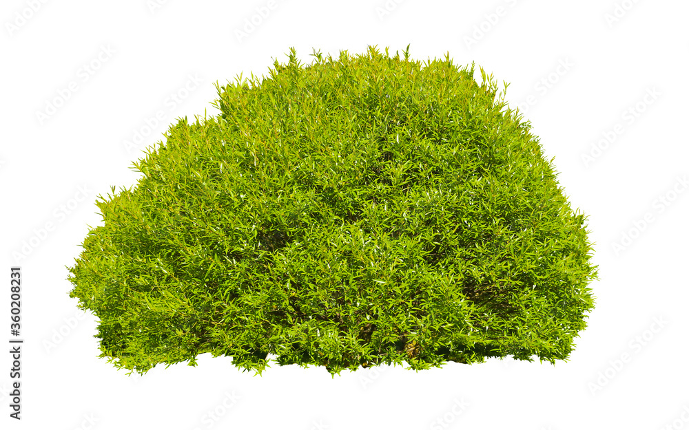 green bush isolated on white background Stock Photo | Adobe Stock