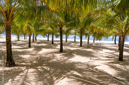 Coconut palm trees on white sandy beach near South China Sea on island of Phu Quoc, Vietnam. Travel and nature concept