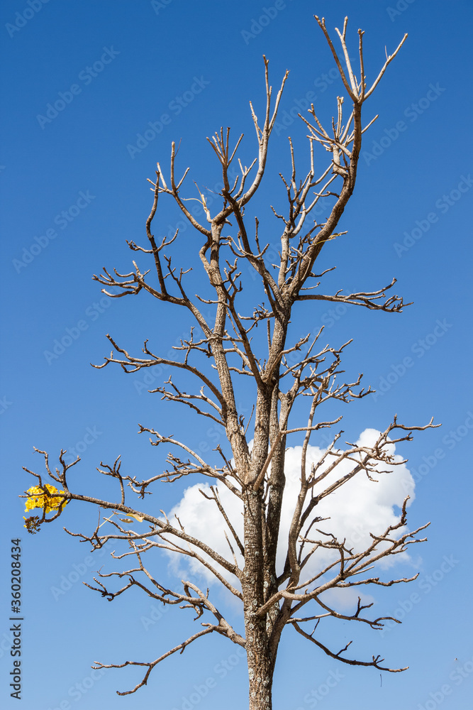 Ipê amarelo com galhos secos sem folhas e com uma única flor amarela. Céu azul e nuvem. Ipê amarelo com galhos secos sem folhas e com uma única flor amarela. Céu azul e nuvem.