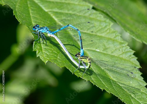 big dragonfly in a native habitat