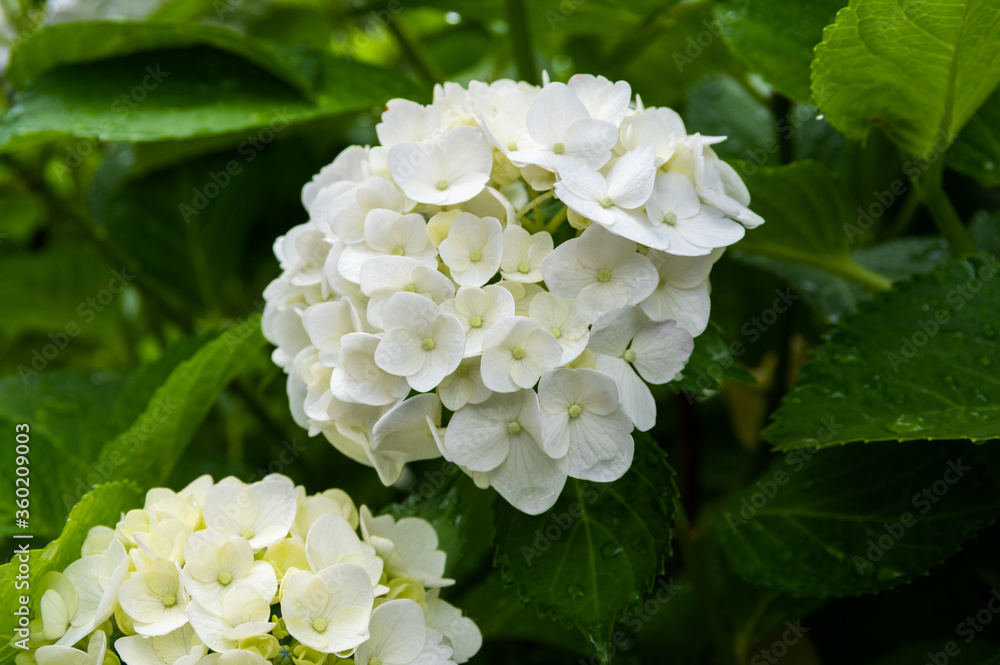 紫陽花 紫陽花