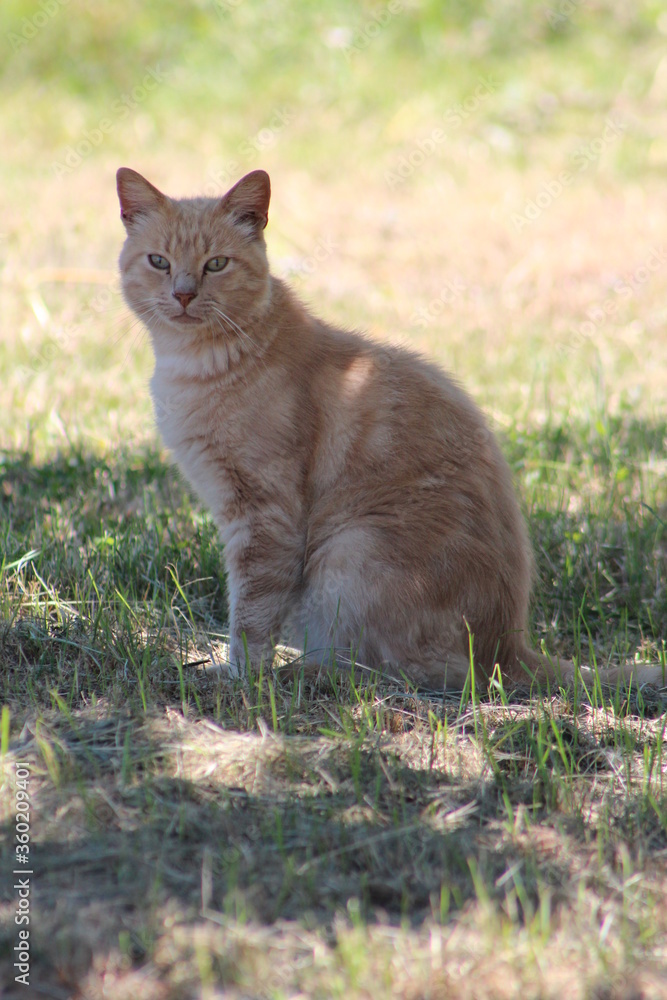 The Yellow tabby cat sitting on the grass close to the garden and looking for something moving.Beautiful yellow cat,Cute ginger cat . Close up . Italian cat ,Italy.