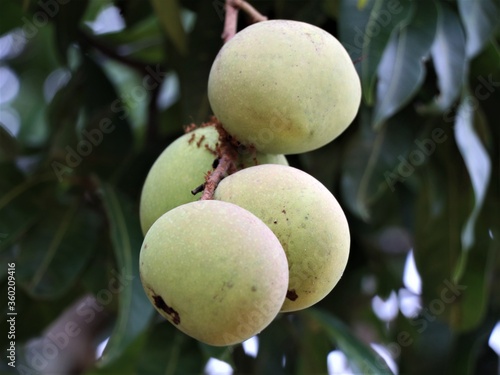 Fresh raw mangoes hanging on the tree