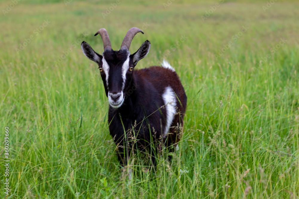 Black and white goat is looking directly at the meadow. Domestic dairy goat Black and white goat is looking directly at the meadow. Domestic dairy goat