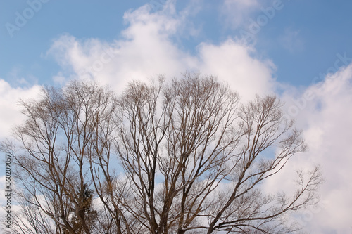 空、青空、枯れ木、枯れ枝、樹木、環境、自然、冬、雲