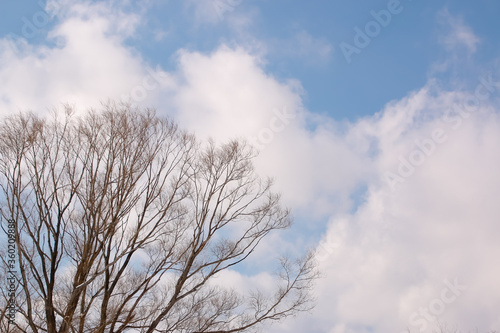 空、青空、枯れ木、枯れ枝、樹木、環境、自然、冬、雲