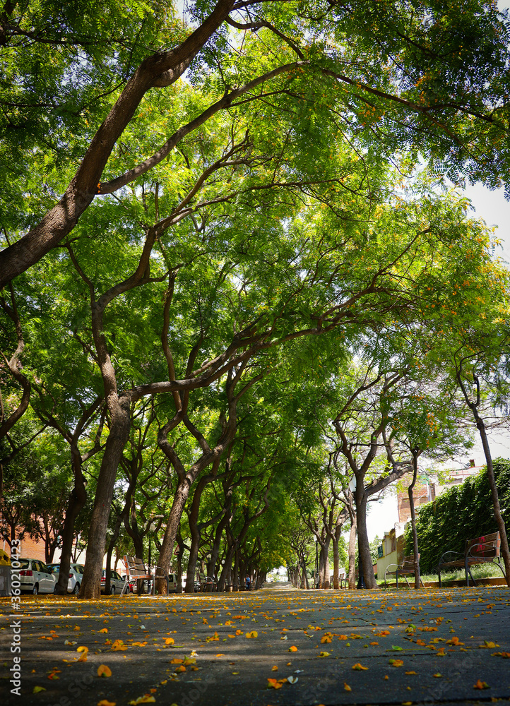 A long path of green trees and yellow leaves alley on the ground. A long path of green trees and yellow leaves alley on the ground.