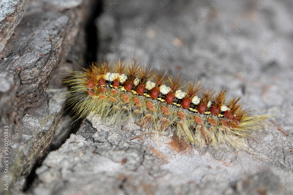 Leucoma salicis, the white satin moth or satin moth larva Leucoma salicis, the white satin moth or satin moth larva