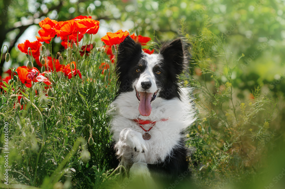 border collie dog beautiful portrait outdoors magic light
