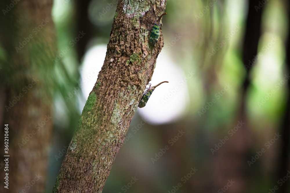 Close up of Lantern fly on a tree with blurred background Close up of Lantern fly on a tree with blurred background