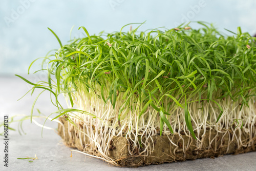 Micro greens sprouts of fennel on light blue background. Concept of superfood and healthy organic food