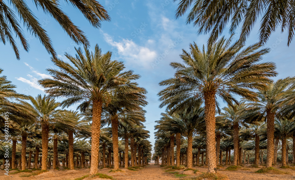 Plantation of date palms. Image depicts tropical and desert agriculture in the Middle East