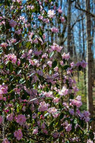 Flowers in Bloom