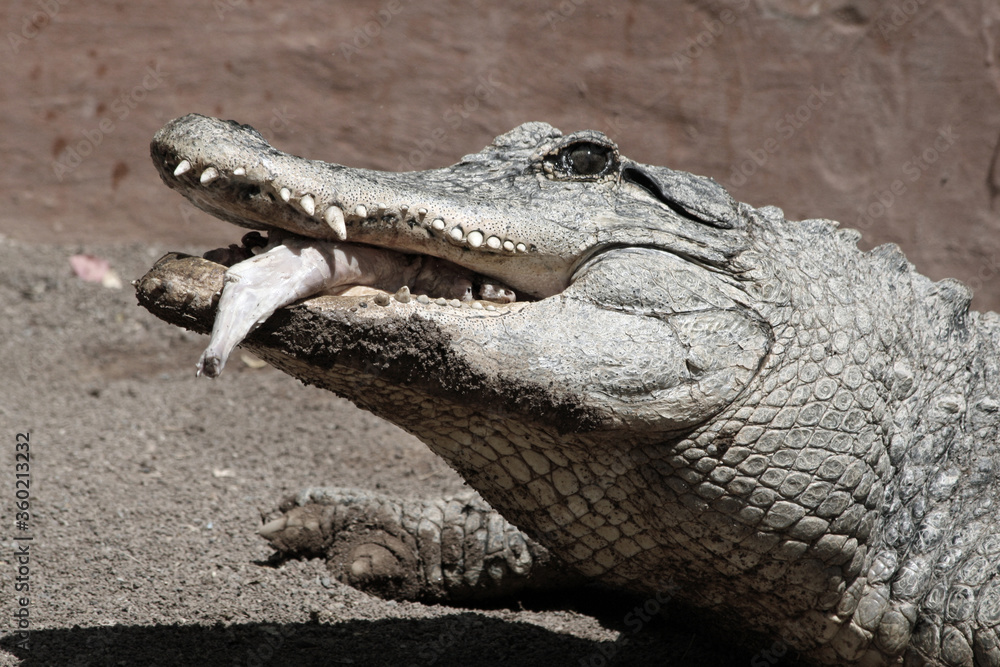 Fototapeta premium Mississippi-Alligator