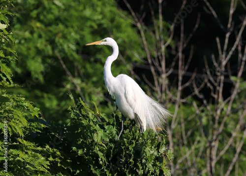 Great Egret sitting in a tree above Toronto's Don River