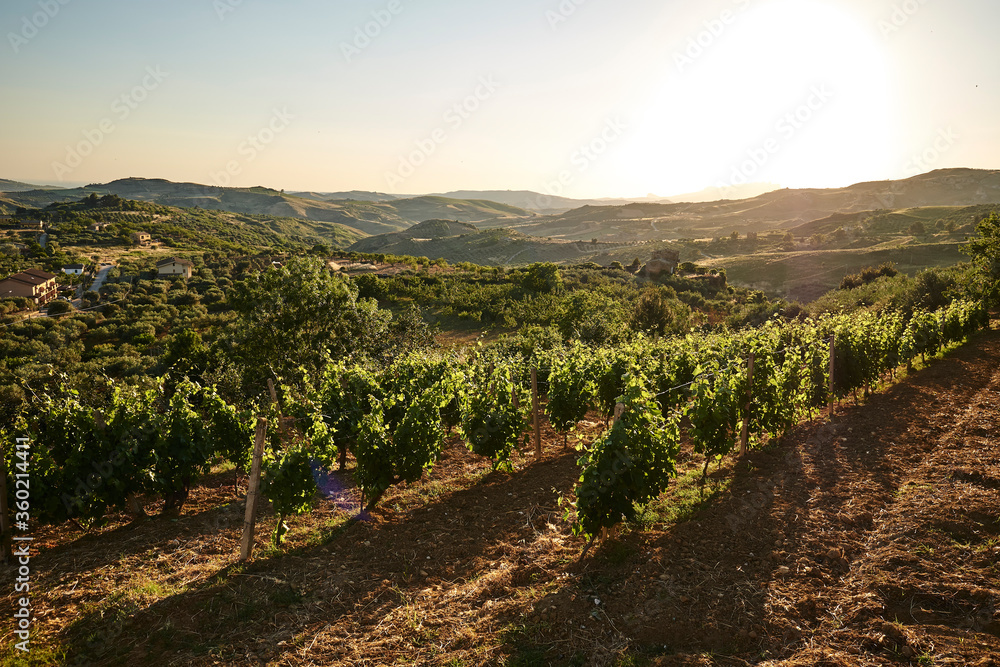 vine mountain in Sicily