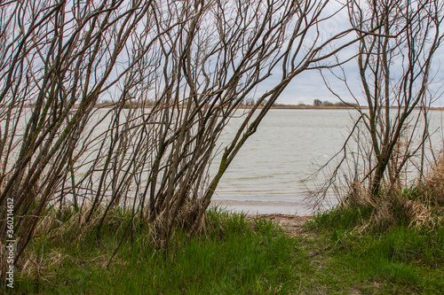 The river bank in the Danube Biosphere Reserve near the town of Vylkove. Ukraine photo