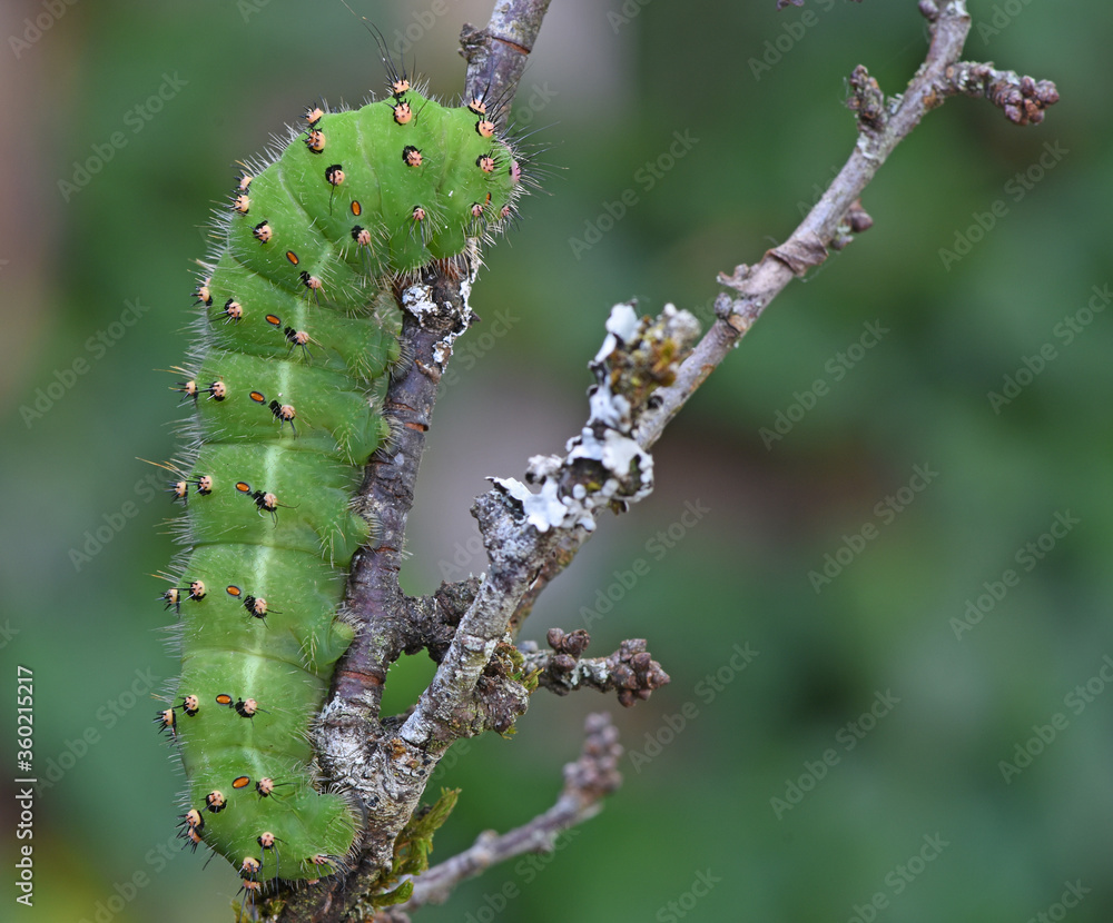 Raupe vom Kleinen Nachtpfauenauge