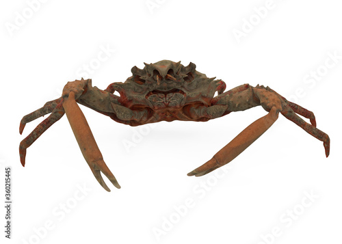 Fotografía Spider Crab Isolated