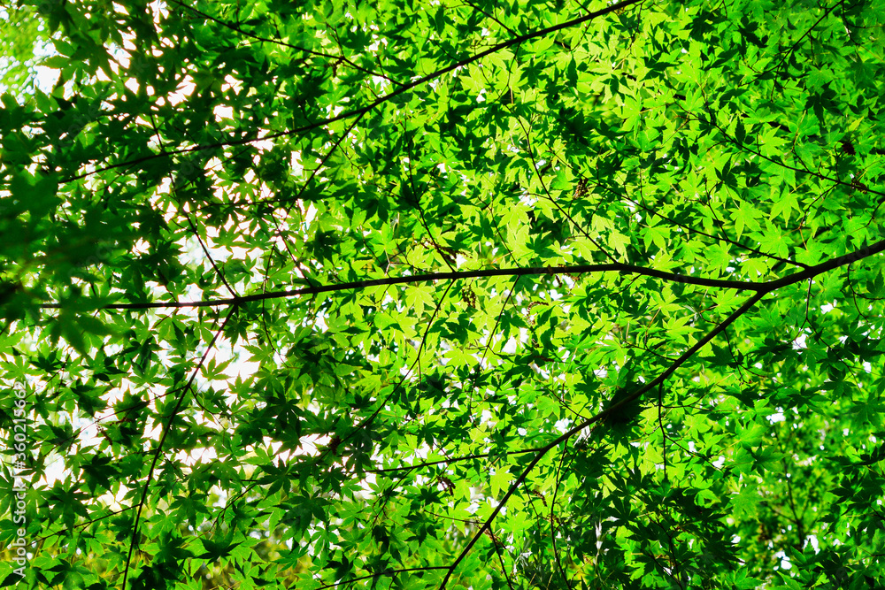 日本の美しい青モミジ コピースペースあり Beautiful green maple with copy space in Japan 日本の美しい青モミジ コピースペースあり Beautiful green maple with copy space in Japan