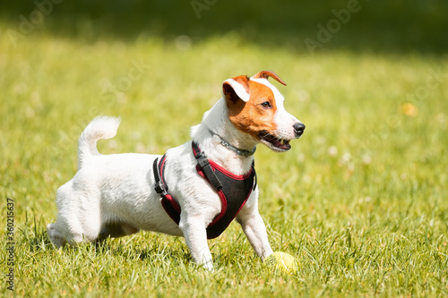 Fototapeta Naklejka Na Ścianę i Meble -  Jack Russell Terrier
