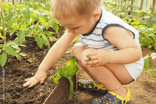 .little boy in a greenhouse digs his hands in the ground..