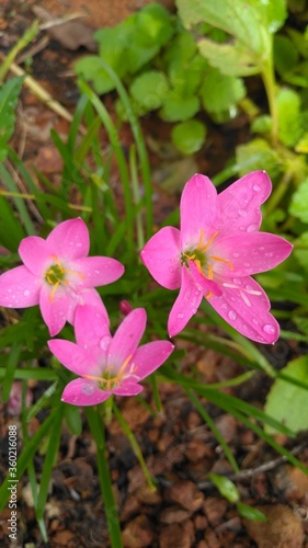 Three stunning pink flowers