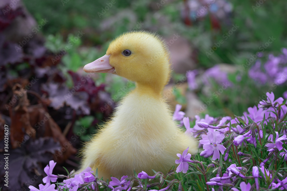 Little yellow duckling on a glade of grassy pink phloxes Little yellow duckling on a glade of grassy pink phloxes