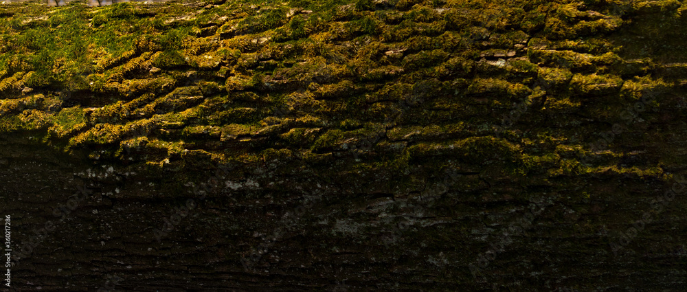 Obraz premium Tree trunk close up with copy space for text