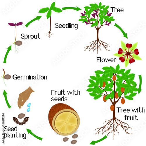 A growth cycle of cupuacu cacao plant on a white background.