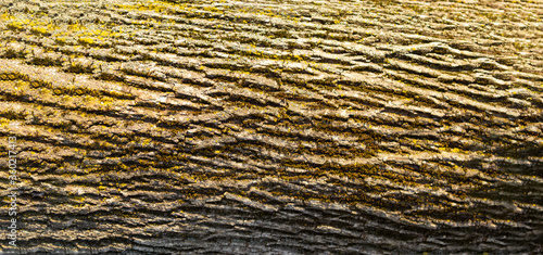 Tree trunk close up with copy space for text